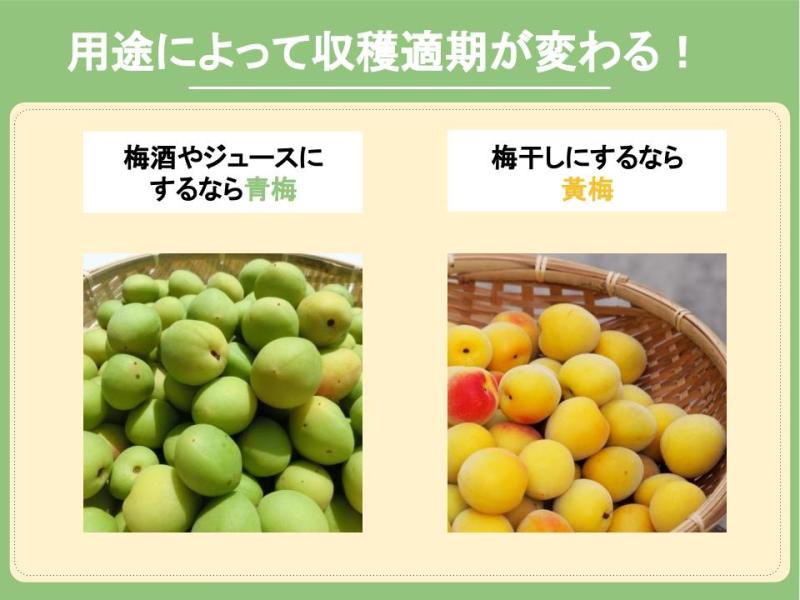 梅の育て方：農家さんのアドバイス